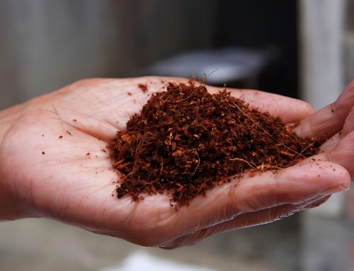 6 Benefits of Coco Peat for Gardening and Agriculture
