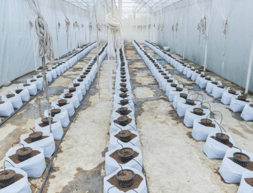 5 Coco Peat Disadvantages: What Gardeners Should Know
